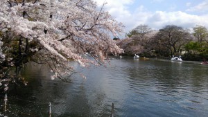 桜井之頭公園