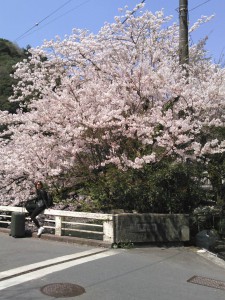 桜箱根町