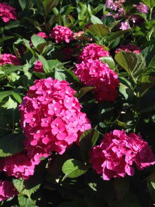 紫陽花