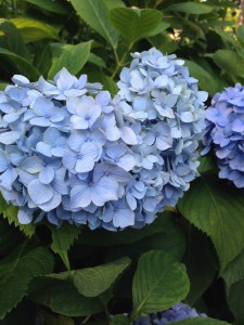 紫陽花2