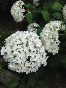 紫陽花3