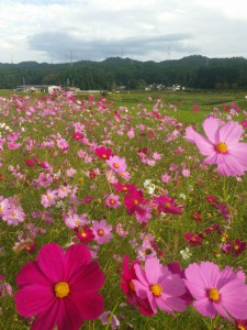 コスモスの花